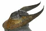 Enrolled Scotoharpes Trilobite - Orange Headshield #328638-3